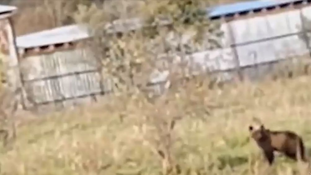 Женщина-полицейский рассказала, как обезвредила разорявшего пасеку медведя в Кузбассе