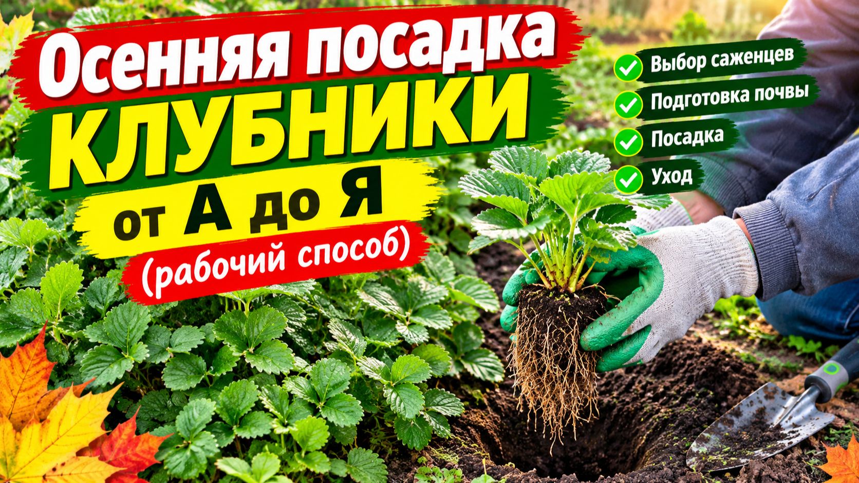 Осенняя посадка клубники - от А до Я (рабочий способ)