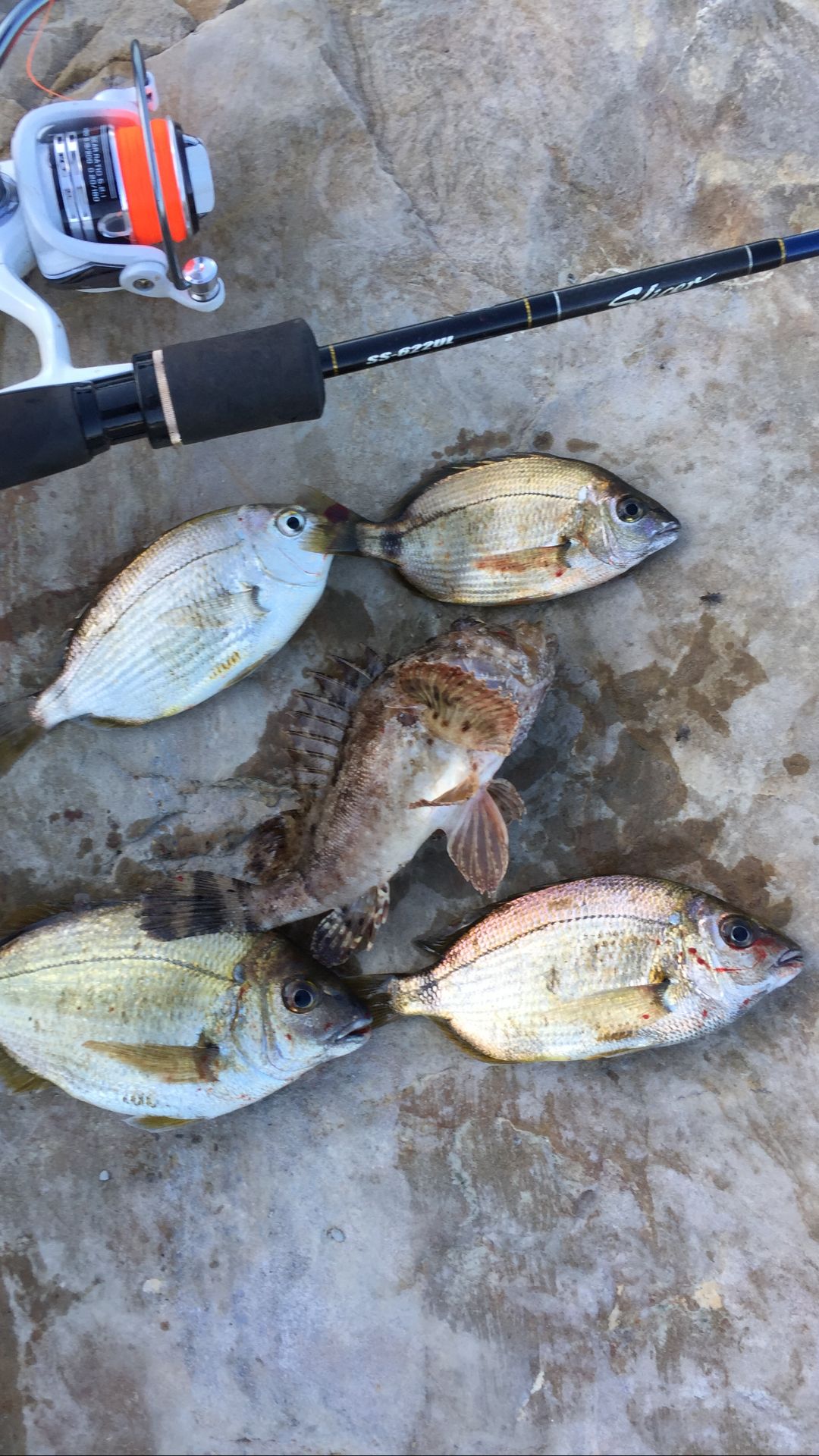 Морская рыбалка