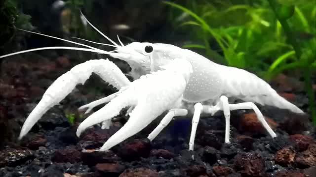 Высшие ракообразные, Малакостраки. Класс  Malacostraca. Тип Членистоногие, Артроподы — Arthropoda.