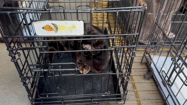 Повезли спасённых ранее кошечек на стерилизацию