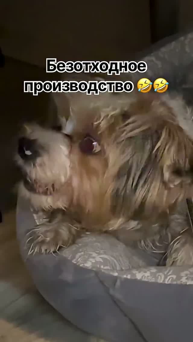 У Микки своё понимание комфорта🤣
