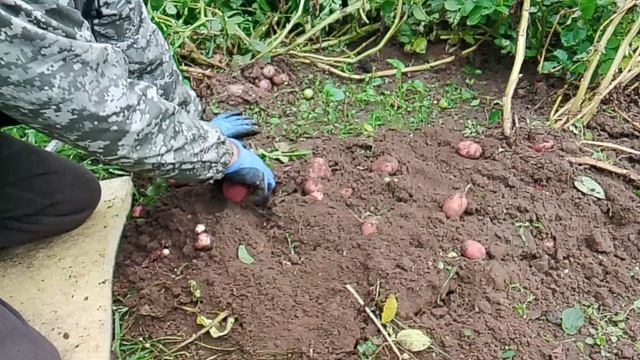 Сарпо Мира картофель, уже на сайте Pomidom.ru