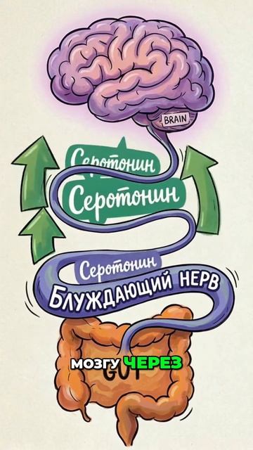 ТВОЕЙ ЖИЗНЬЮ УПРАВЛЯЮТ КИШЕЧНЫЕ БАКТЕРИИ