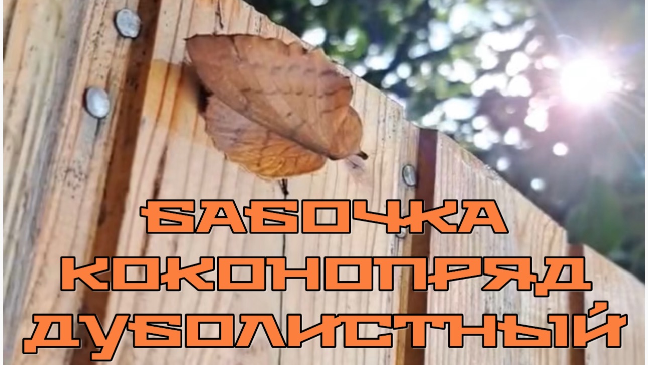 бабочка Коконопряд дуболистный