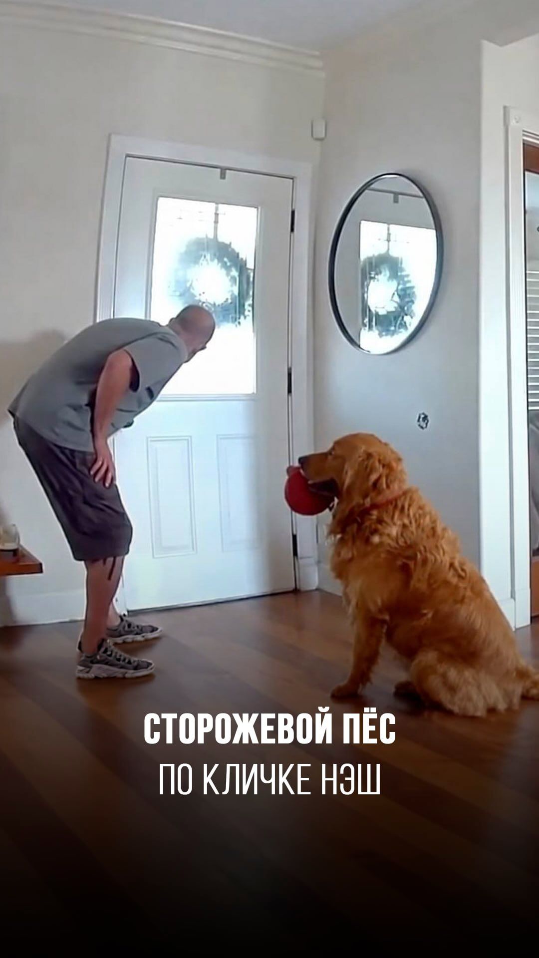 Сторожевой пёс по кличке Нэш