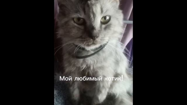 Памяти моего котика