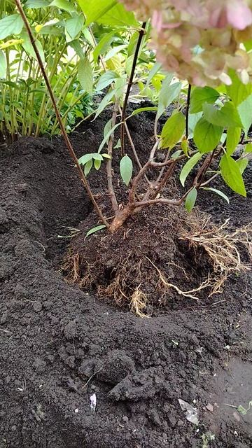 Куст гортензии переехал на новое место 🤗🌿