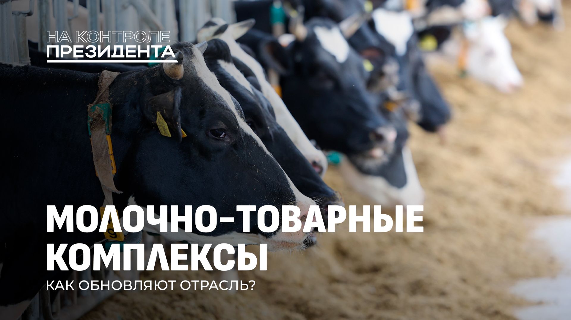 Апгрейд молочно-товарных комплексов в Беларуси! На что делают ставки? На контроле Президента