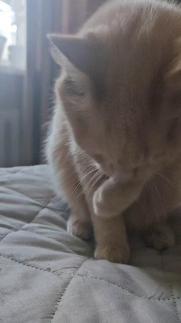 Кот Ширхан🥰