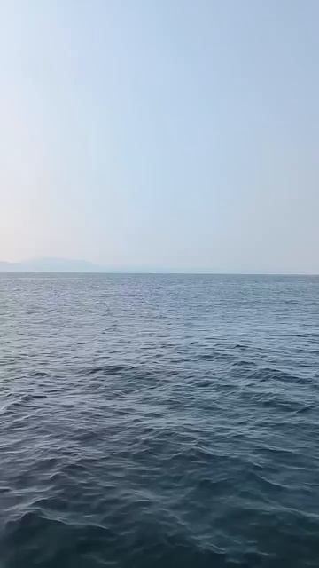 🐬 Дельфины устроили шоу в открытом море .