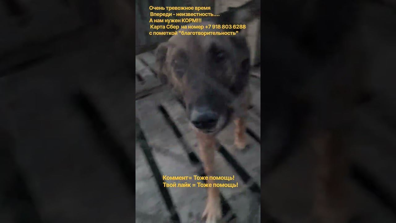 Наши 