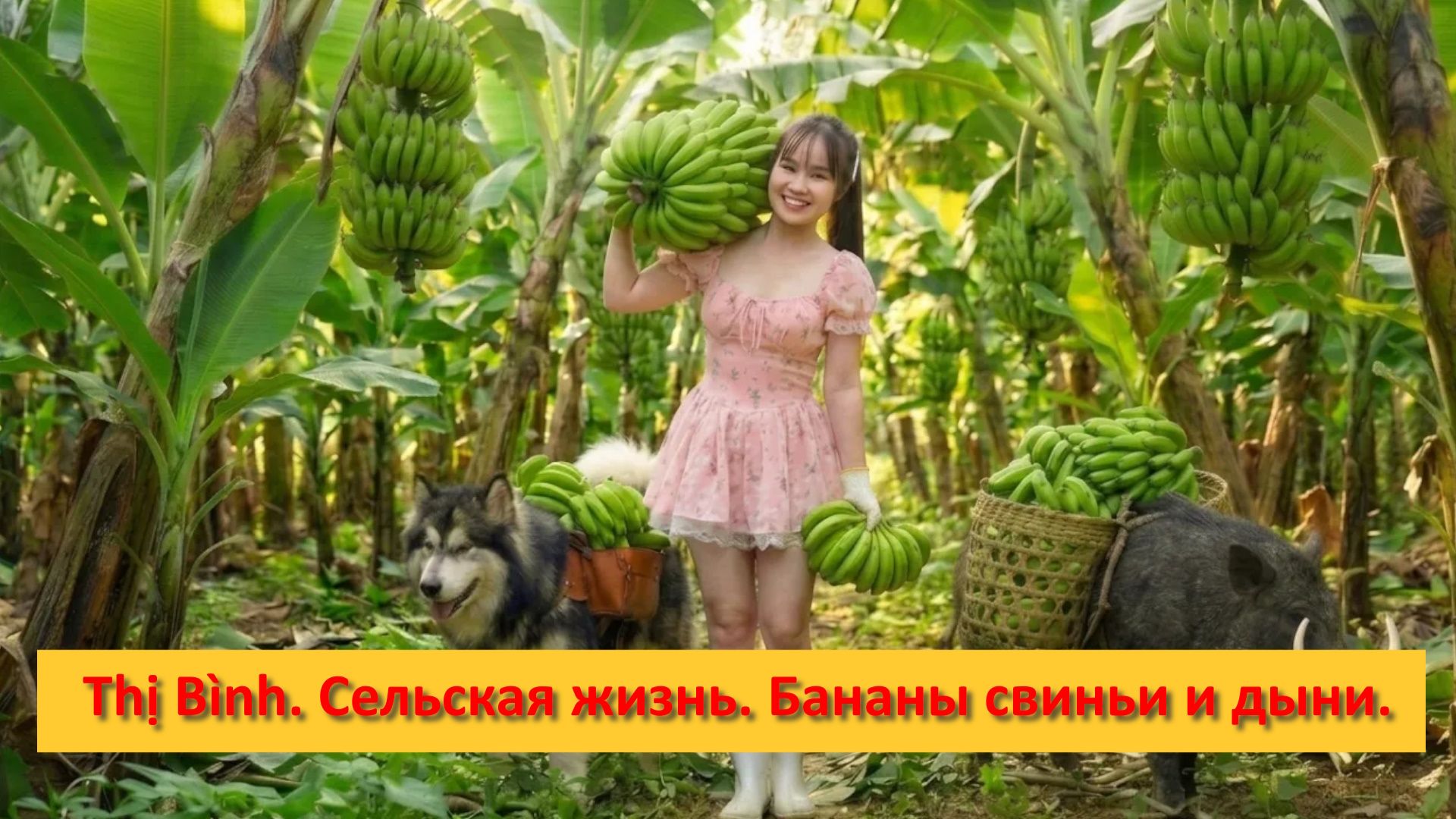 Thị Bình. Вьетнам. Сельская жизнь. Бананы свиньи и дыни.