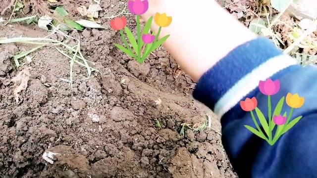 Пересадка малины ремонтантной
