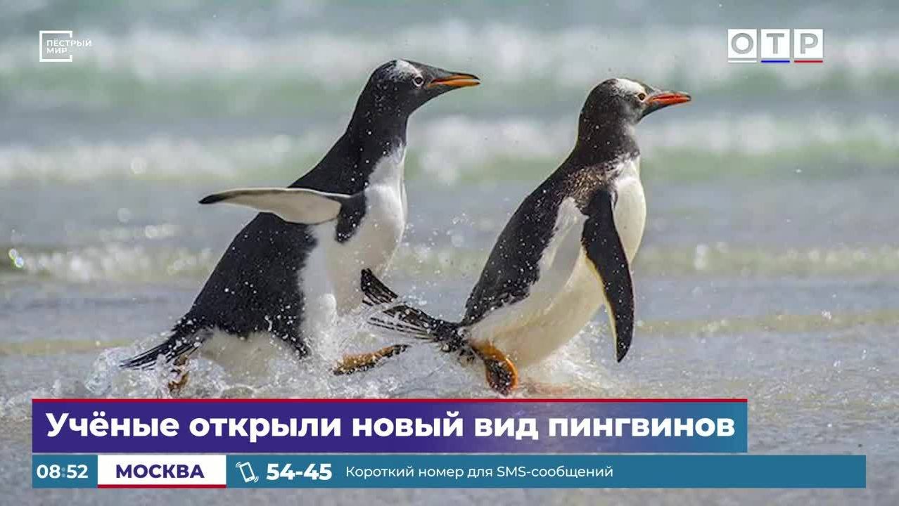 Ученые открыли новый вид пингвинов
