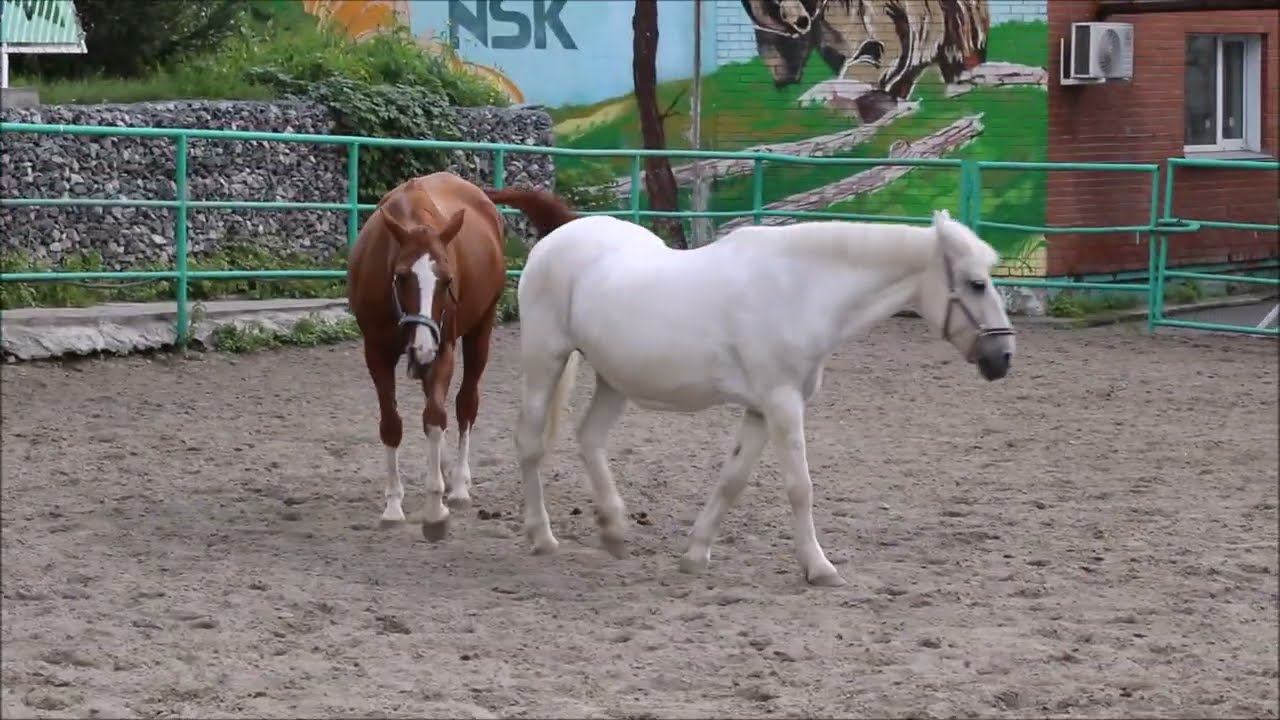 Красивые лошадки 20.09.2026