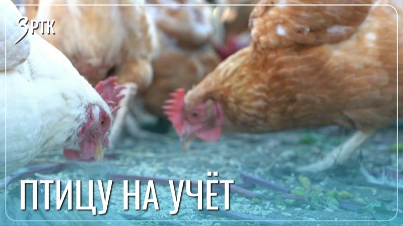 Забайкальские куры и гуси массово встают на учёт