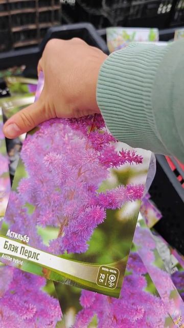 🌺Астильбы сортовые🌺