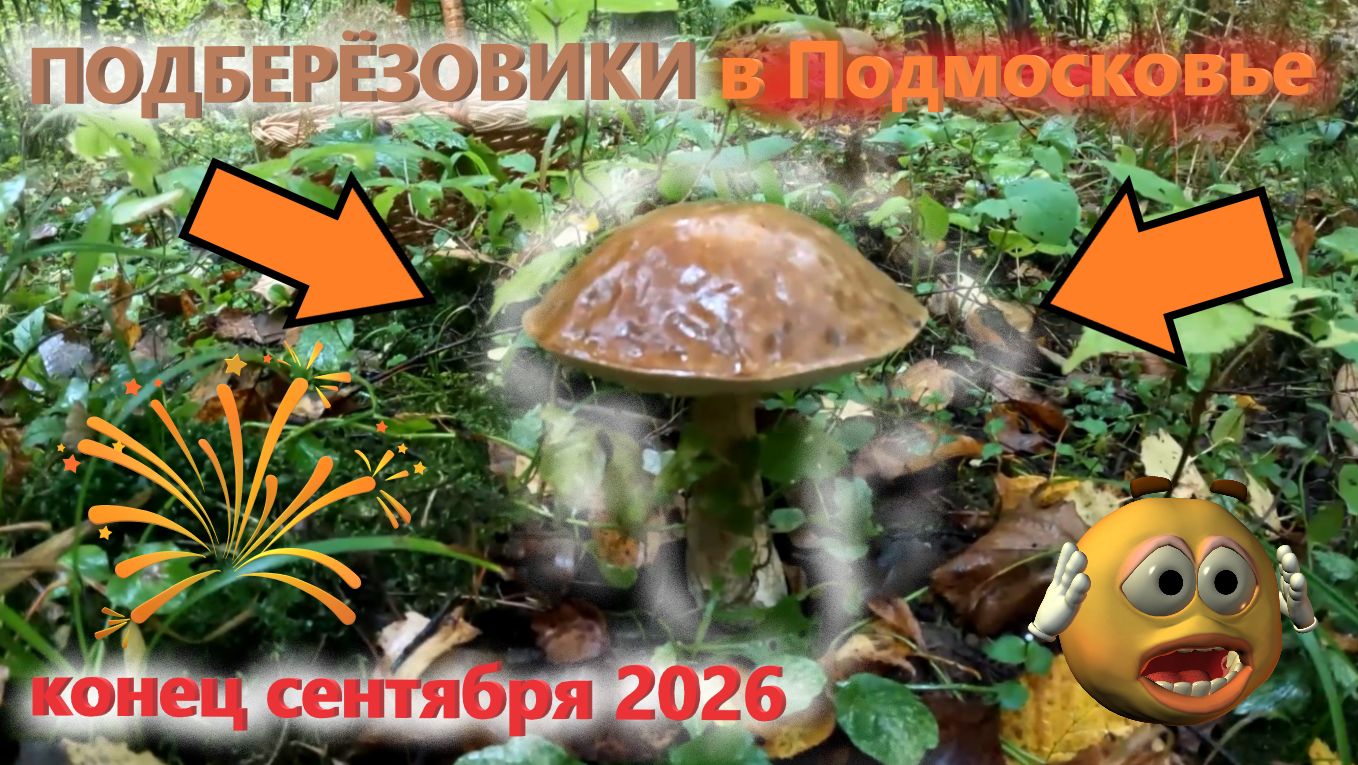ПОДБЕРЁЗОВИКИ в конце сентября ПОШЛИ в Подмосковье!!! ГРИБЫ в сентябре 2026 на юге Подмосковья! 🍄
