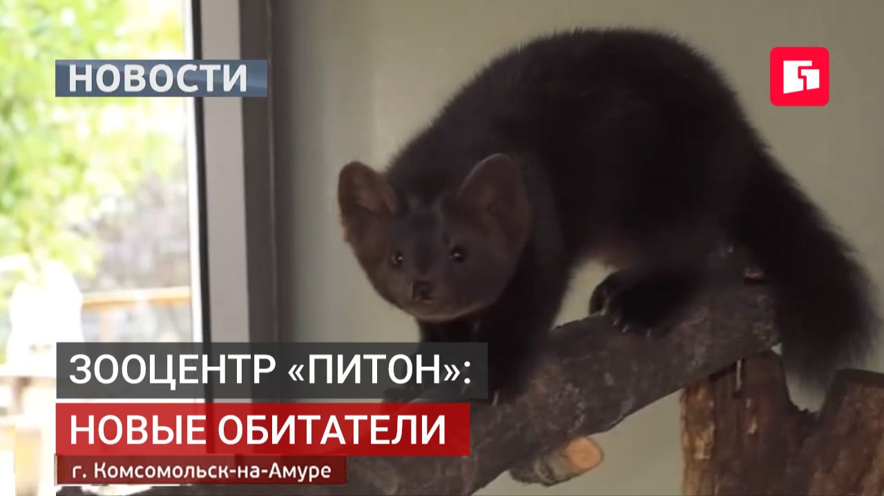 Два пополнения сразу: сервалы и соболь в «Питоне». Новости.24/09/2026