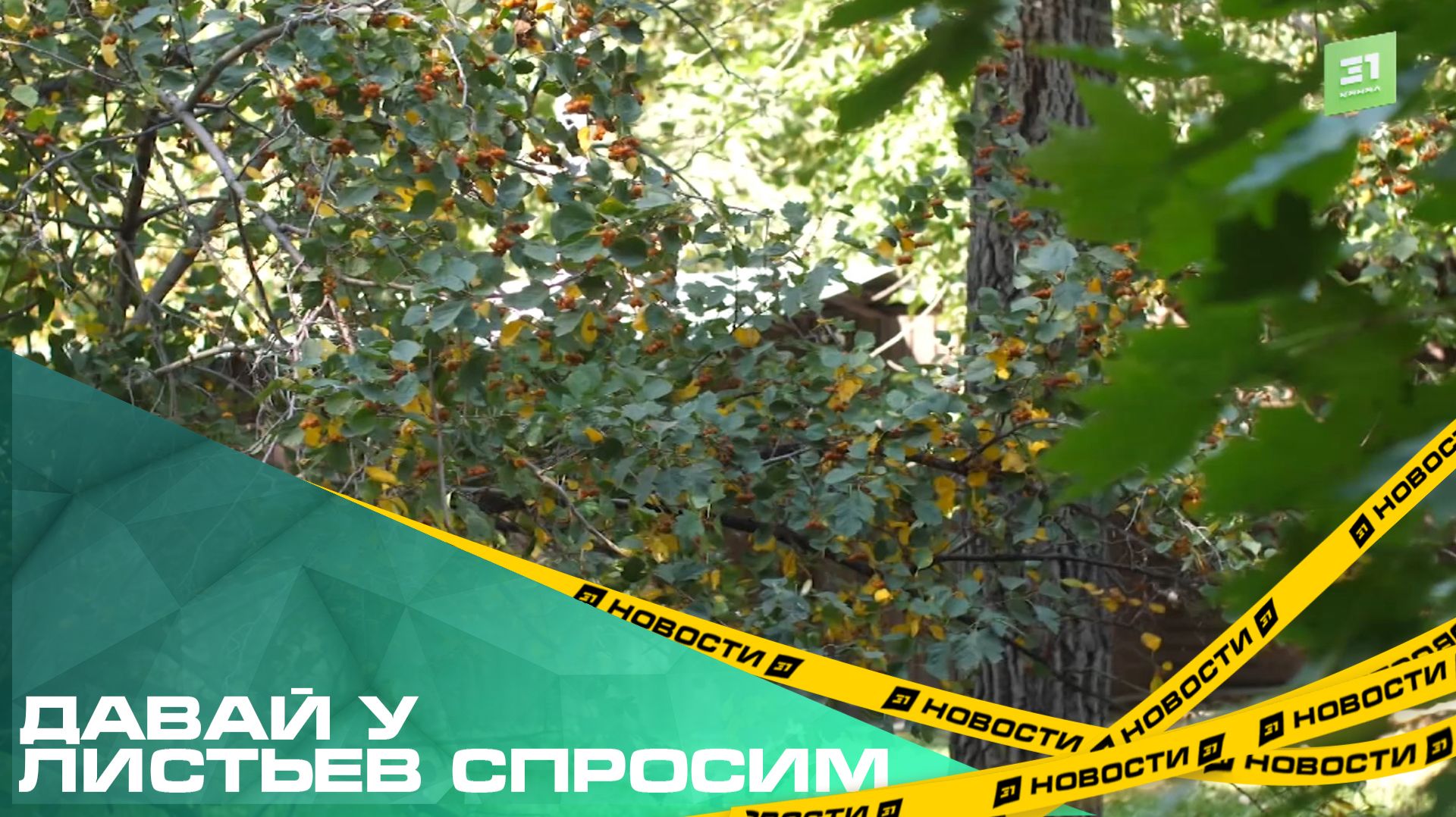 Давай у листьев спросим. Какая погода ждет челябинцев согласно приметам?