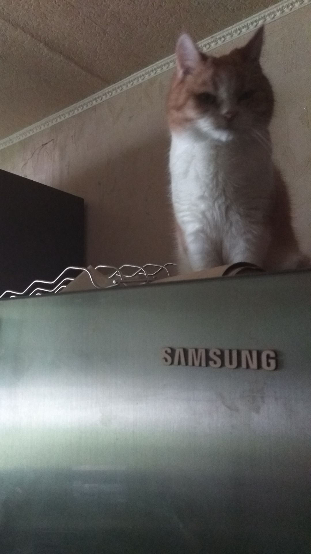 А у тебя собака или кот! 😉😃😜