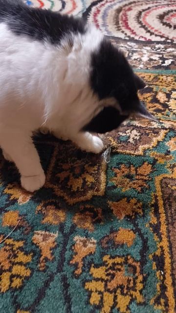 Котики и остальные