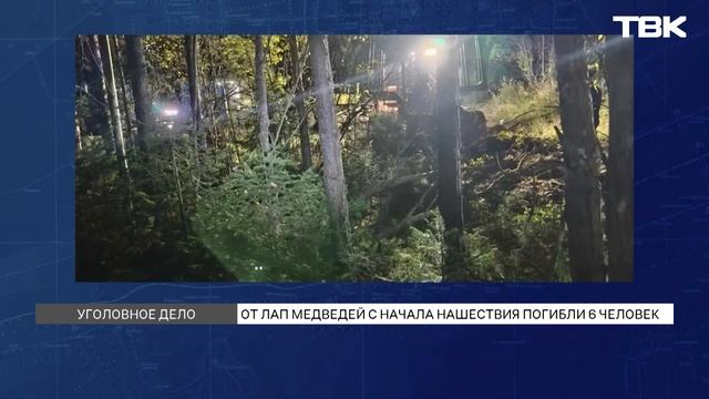 Минприроды края прошли обыски по делу о нападениях медведей