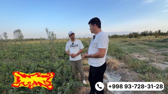 Uzum Ko’chatlari Narxlari 2026 | Avatar Ko’chati 12 000 So’m😱🔥