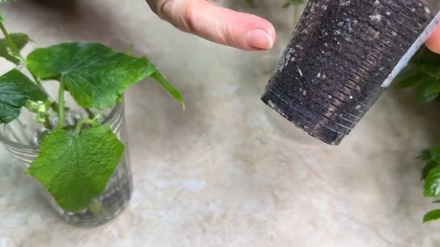 ШОК! СПУСТЯ ВСЕГО 4 ДНЯ ОГУРЦЫ УЖЕ ДАЛИ МОЩНЫЕ КОРНИ