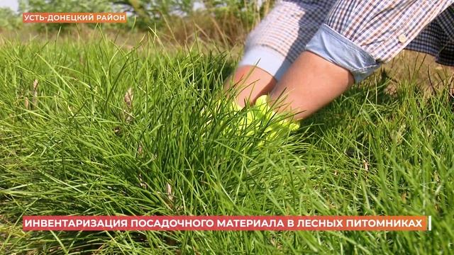 Инвентаризация посадочного материала проводится в лесных питомниках