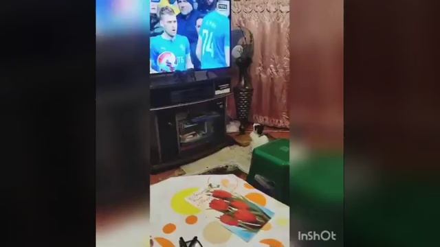 Муся котенок смотрит футбол. Архивное видео.