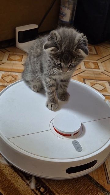 На автопилоте прямо в ваше сердце! 🐱🎶
Зацепил трэк из ролика? Сохраняй в плейлист, чтобы не потеря