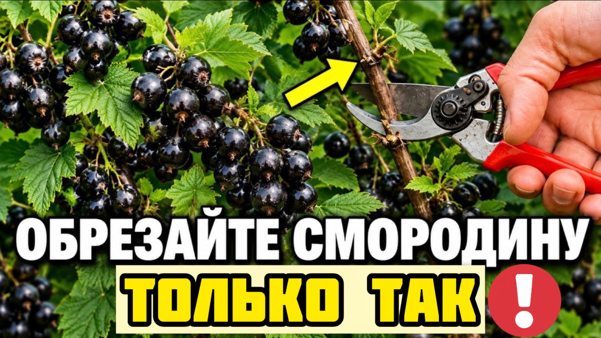 ГЛАВНАЯ ОШИБКА ПРИ ОБРЕЗКЕ! СМОРОДИНА ДАСТ В 2 РАЗА БОЛЬШЕ!