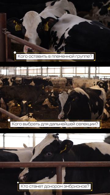 Сексированное семя