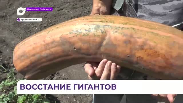 Метровая тыква и картофель в форме медведя — жителя Приморья делятся урожаем