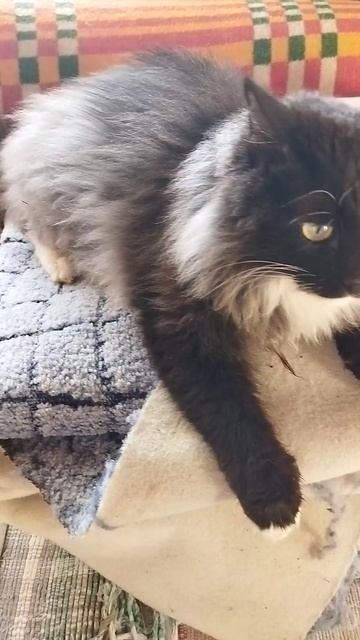 МИШКА 😻😻😻КОТИК ЗЛОЙ 😡😡😡🤩🤩🤩#кот#юмор