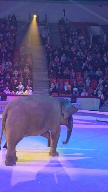 🎪Зал👏аплодирует.✨️Выступление🐘слона⛵️Костромской🎪цирк.💃Девочка и слон.🐘#живойзвук #цирк