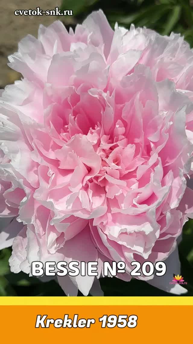 ПИОН "BESSIE"/Сад Ворошиловой