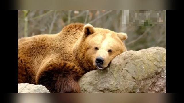 Наша Сибирь
