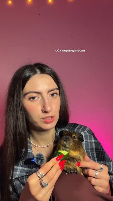 Общаемся со свинкой