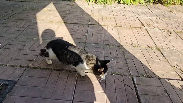 🐈 А Енотик-то оказывается...🤔