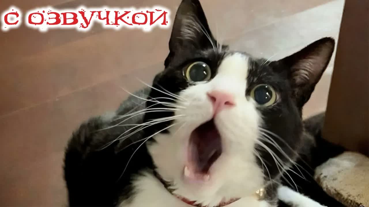 Приколы с котами! С ОЗВУЧКОЙ! САМЫЕ СМЕШНЫЕ ЖИВОТНЫЕ 2026! Смешные Коты и Котята!