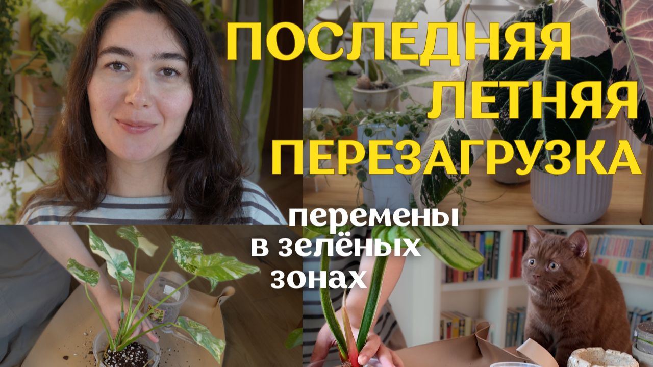 ПРОЩАЮСЬ с частью РАСТЕНИЙ | навожу КРАСОТУ на всех ПОЛКАХ, пересаживаю ЦВЕТЫ | тихий влог 🪴