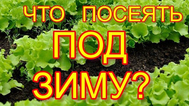 Готовим СЕМЕНА к ПОДЗИМНИМ ПОСЕВАМ
