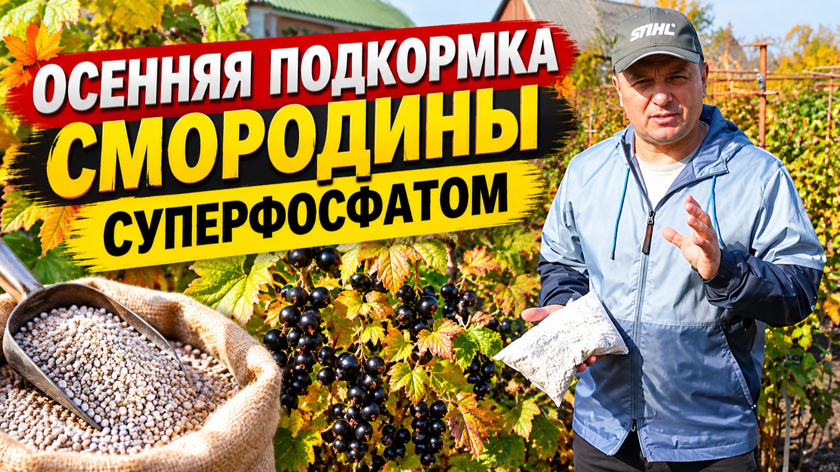 Осенняя подкормка смородины для крупного урожая