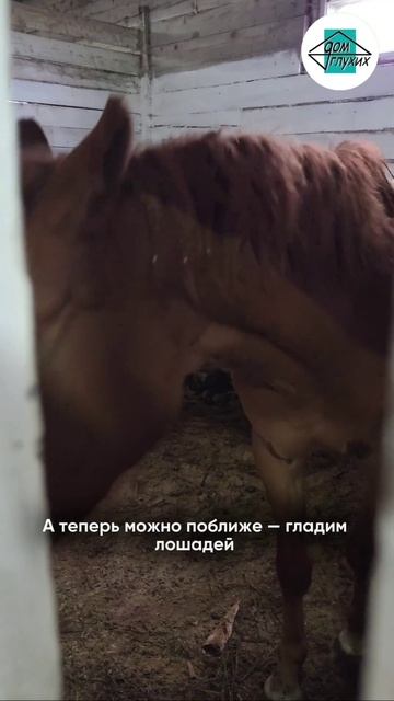 🤩 Конная прогулка под Благовещенском