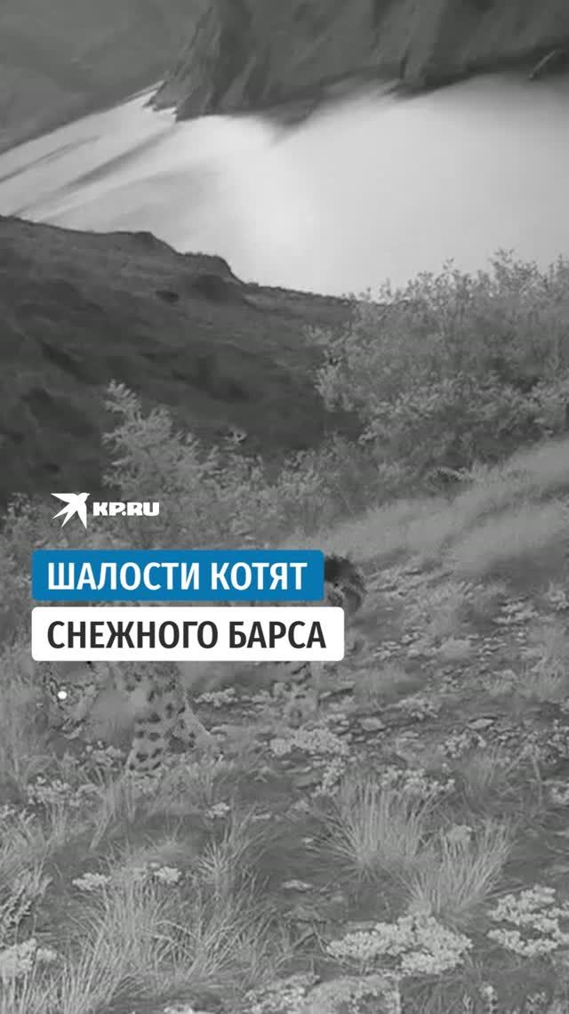 В Саяно‑Шушенском заповеднике котята снежного барса чуть не сломали фотоловушку