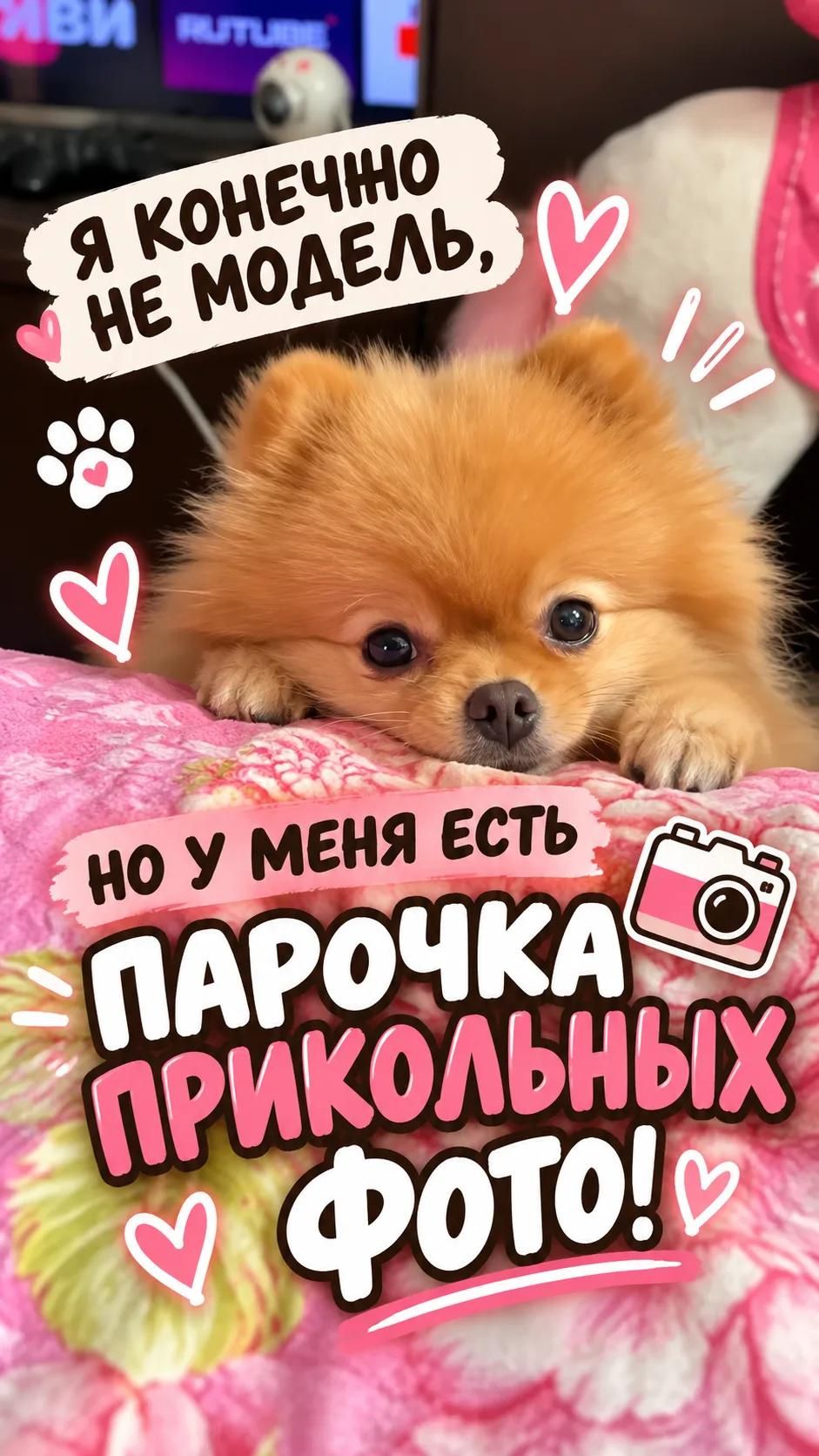 Я, конечно, не модель… но эти фото надо видеть 😂🐶 | Шпиц Лили