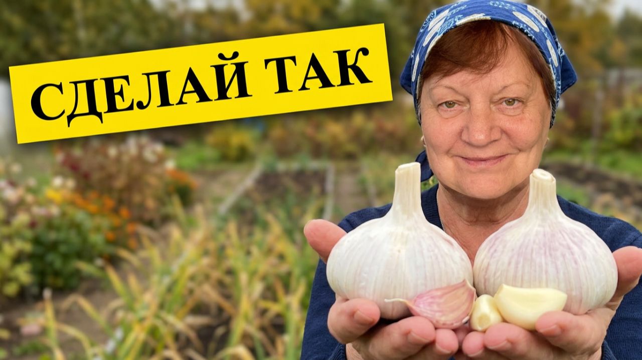 Чеснок в грядку с сидератами.